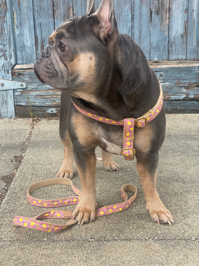 french bulldog in step-in style dog harness